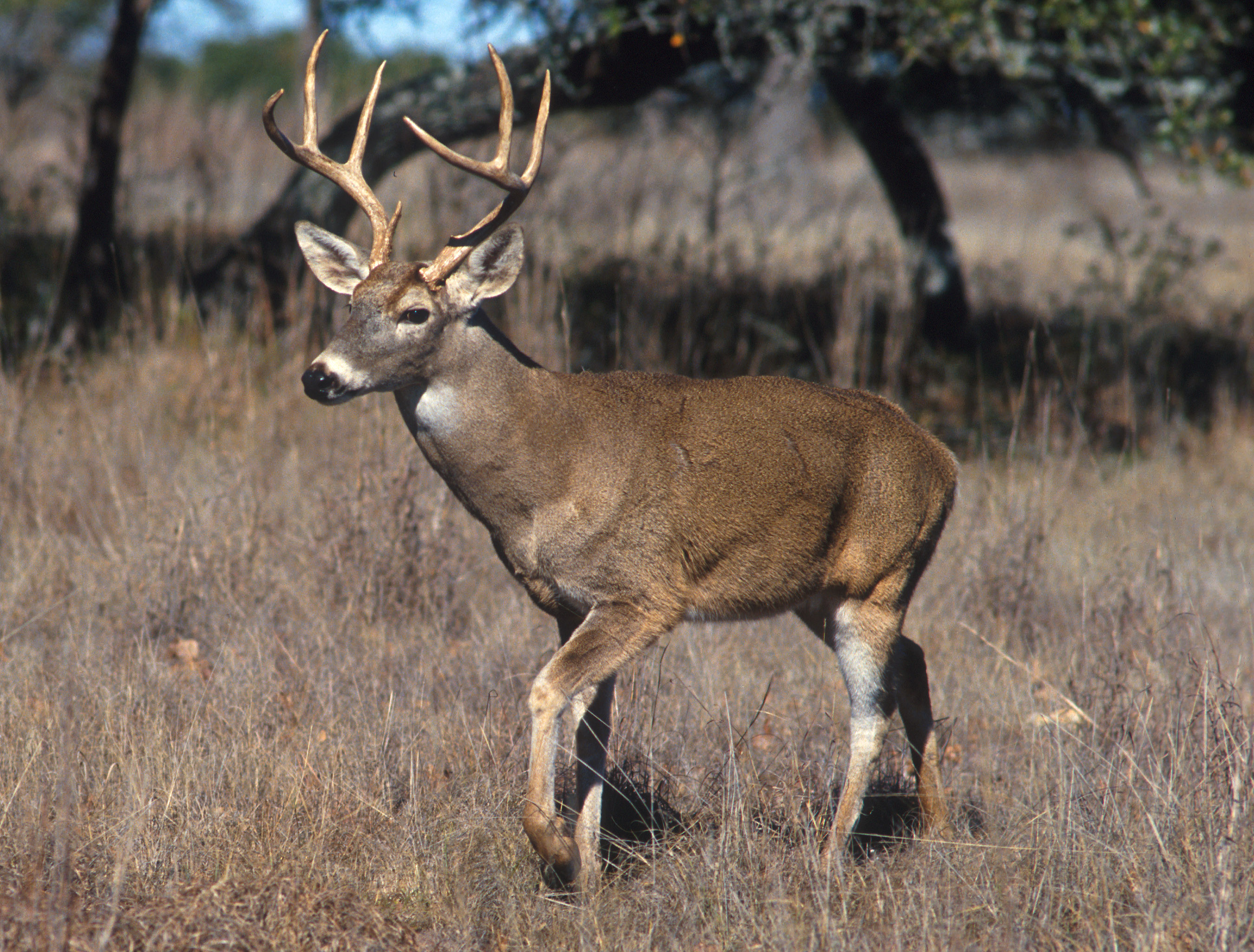 Grayson County Hunting